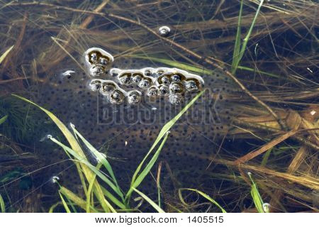 Frog Spawn