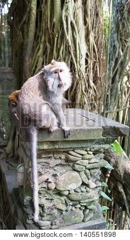 Long tailed macaque in the Monkey Forest near Ubud Bali