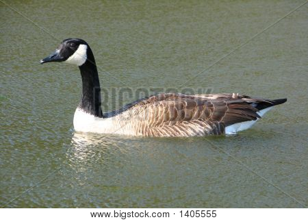 Канадский гусь на пруд