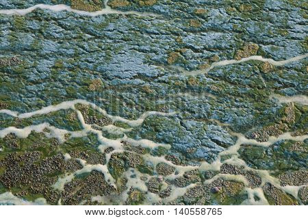 Blue and green toxic algae on the water surface closeup. Environmental pollution. Ecological catastrophy.