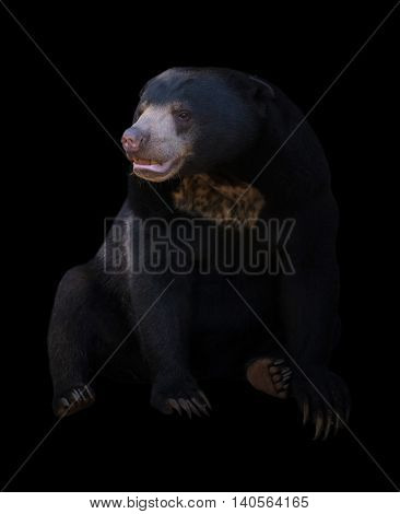 Malayan Sun Bear  In Dark Background