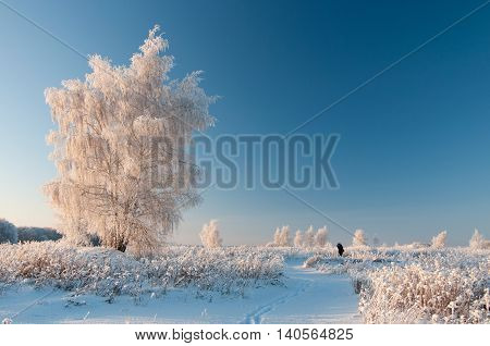 Male photographer photographing a snow-covered tree in winter, in clear weather
