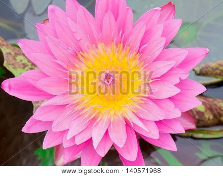 Beautiful pink lotus in the park, Pollen yellow.