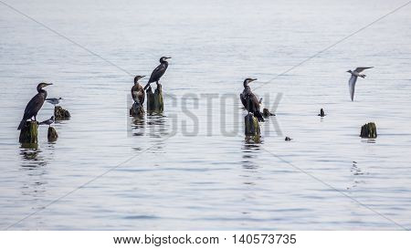 Cormorants and seagulls on lake Paleostomi Poti Georgia.