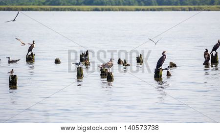 Cormorants and seagulls on lake Paleostomi Poti Georgia.