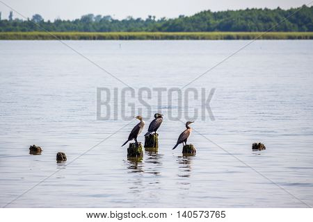 Cormorants on lake Paleostomi Poti Georgia, nature