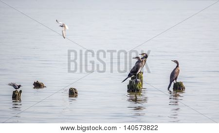 Cormorants and seagulls on lake Paleostomi Poti Georgia.