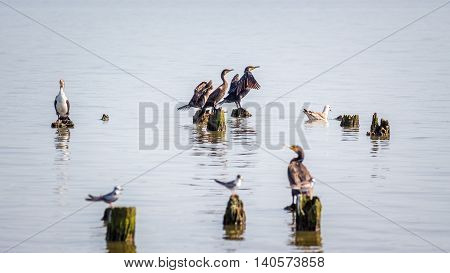 Cormorants and seagulls on lake Paleostomi Poti Georgia.