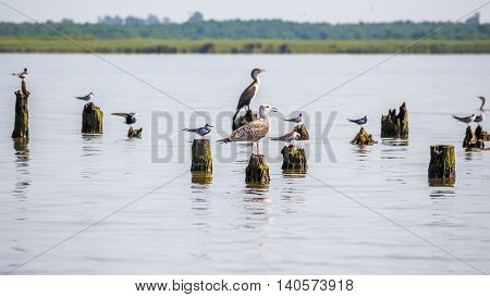 Cormorants and seagulls on lake Paleostomi Poti Georgia.
