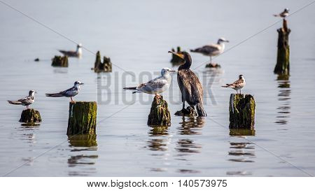Cormorants and seagulls on lake Paleostomi Poti Georgia.