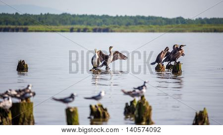 Cormorants and seagulls on lake Paleostomi Poti Georgia.