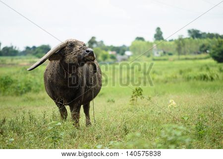 Buffalo Grazing On Green Grass Field.