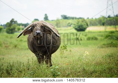 The buffalo grazing on green grass field.