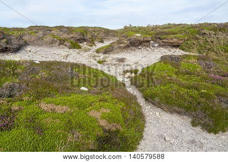 colorful heath vegetation seen around Pointe de Pen-Hir in Brittany France