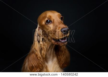 Portrait of beautiful young brown English cocker spaniel dog over black background. Closeup studio shot. Copy space.