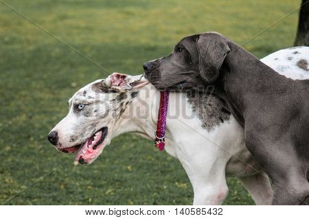 two great dane siblings at the dog park