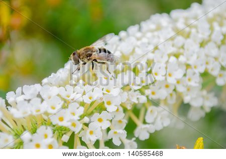 colorful picture of a fly on a flower