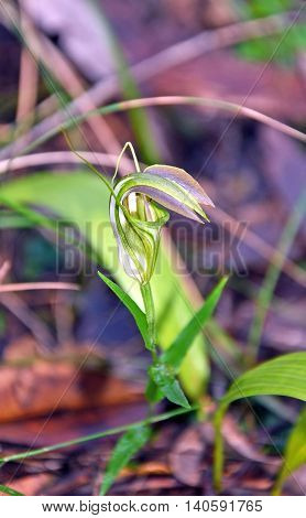 Australian Greenhood Orchid (Pterostylis ) growing in Royal National Park, Sydney, Australia