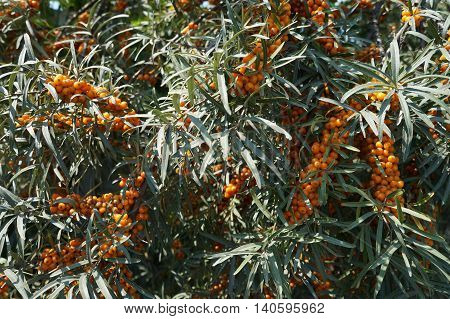 Orange fruits and leaves of sea buckthorn shrub.