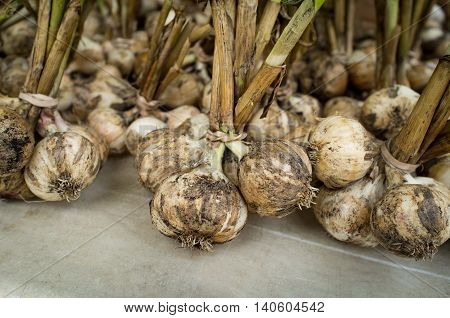 Close up dirty garlic display with stems at farmers street market