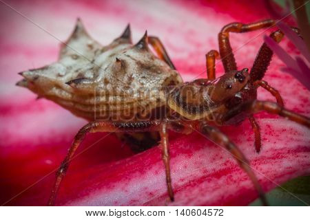Extreme close up macro Spined Micrathena Spider on pink flower