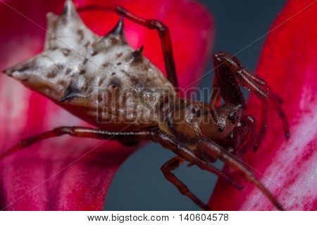 Extreme close up macro Spined Micrathena Spider on pink flower