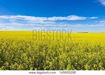 Canola crop farm field with blue sky and clouds during summer