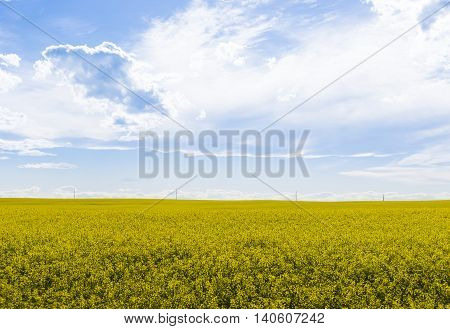 Canola crop farm field with powerlines on horizon