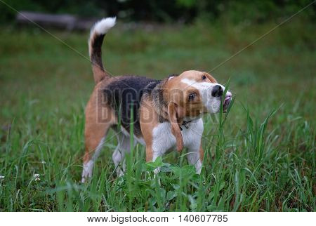 the Beagle dog eats grass in a meadow