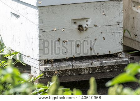 Honey bees entering and exiting a hive during the day