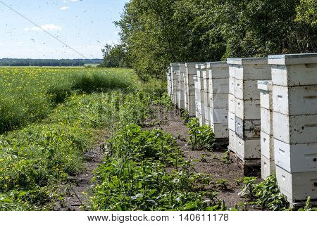 Stacks of bee hives on the edge of a farm field