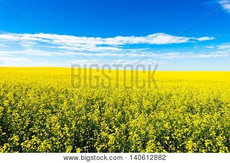 Canola crop farm field with blue sky and clouds during summer