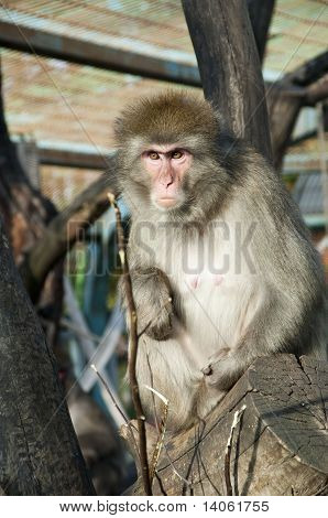 Japanese Macaques