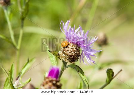 Marienkäfer auf Distel