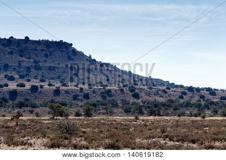 A Buck At The Mountain - Cradock Landscape