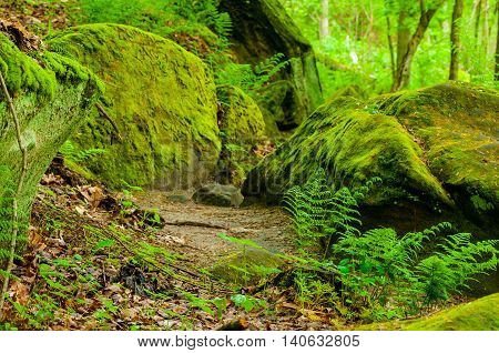 Ferns grow around moss-covered boulders at the foot of rock ledges in early spring