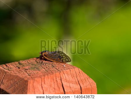 An adult 17-year cicada rests on a fence post a short while after emerging from the ground and molting