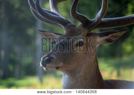 Big Deer In Gehege Park In Austria