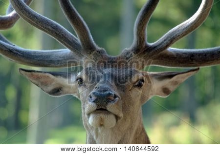 Big Deer In Gehege Park In Austria