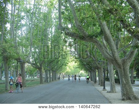 Linda  Avenida en el Parque Labordeta. Zaragoza. España.