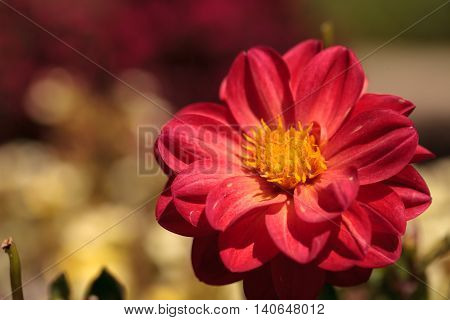 Red Dahlia flower called Fascination in summer.