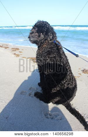 toby wlaking on beach laying in sand