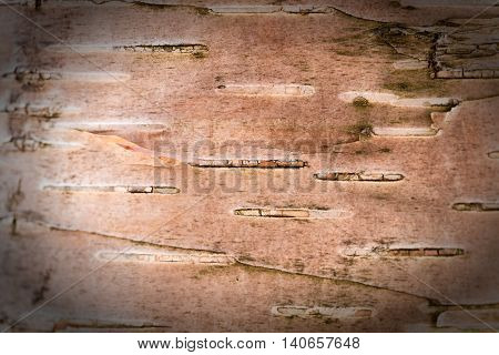 Tree textures, ideal for a wood background