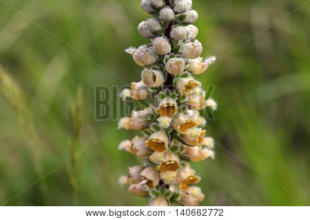 Flowers of the rusty foxglove (Digitalis ferruginea) a digitalis species from Southern and Eastern Europe.