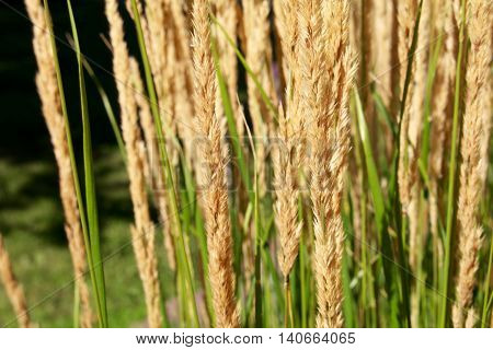 Decorative grass heads in the bright sunshine