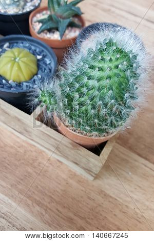 small cactus in pot with wood background