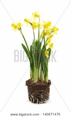 Yellow narcissus flower in a earth cylinder without a pot, composition isolated over the white background