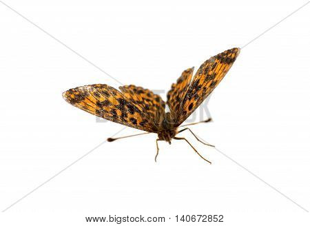 beautiful exotic butterfly isolated on white background