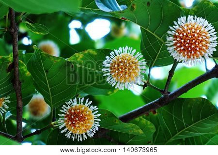 Thai herb tree flower in RUBIACEAE family