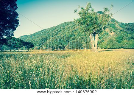 Retro effect New Zealand Landscape rural scene field hills and trees faded look focus on distinctive New Zealand native cabbage tree.